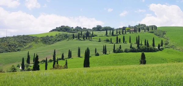 Curva de cipreste na Toscana — Fotografia de Stock