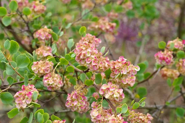 Atraphaxis pyrifolia een aardige kleine bloem — Stockfoto
