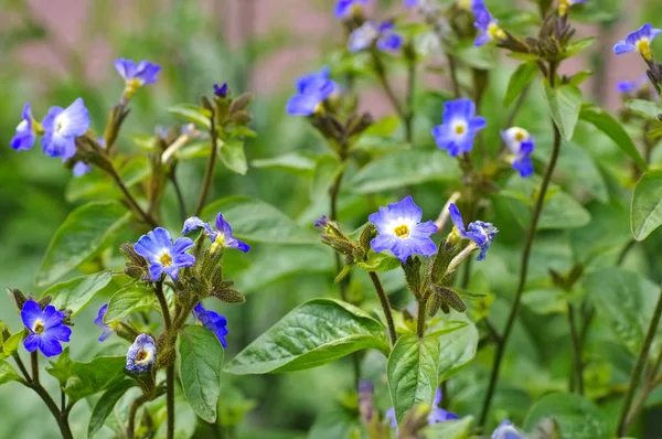 Browallia grandiflor una flor silvestre azul — Foto de Stock
