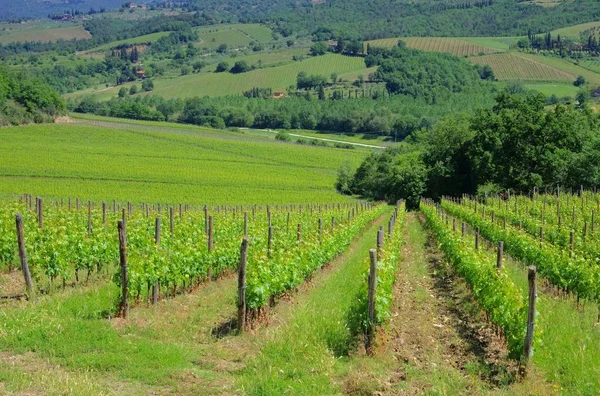 Chianti wijngaard in Italië — Stockfoto
