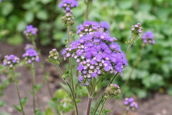 Flossflower, uma flor silvestre azul — Fotografia de Stock