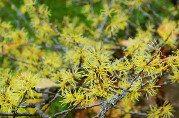 秋天的 hamamelis virginiana — 图库照片