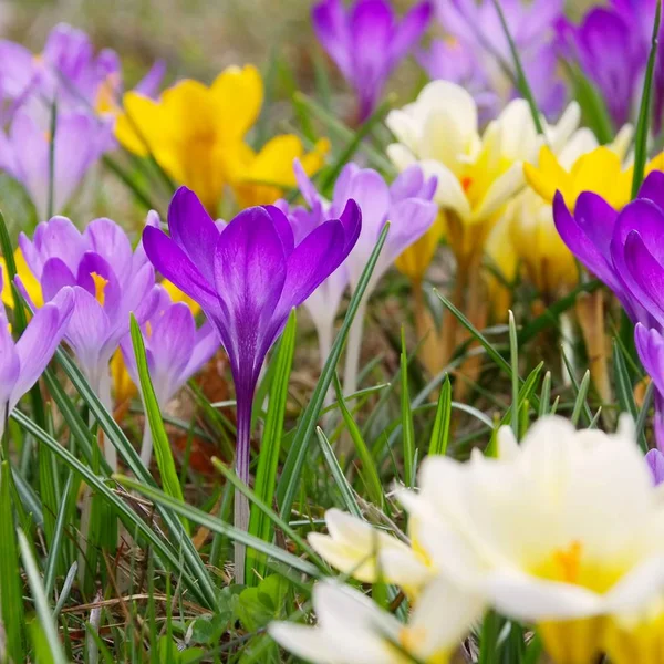 ばねのクロッカスの花 — ストック写真