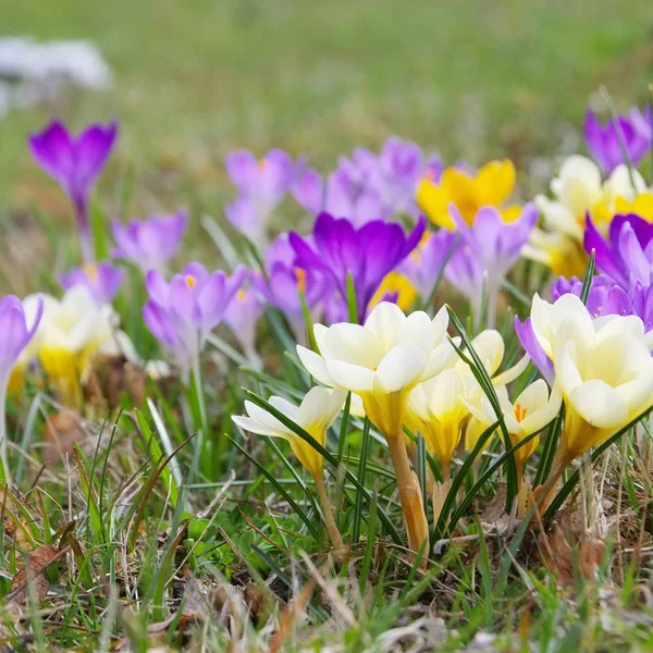 Crocus blomma på våren — Stockfoto