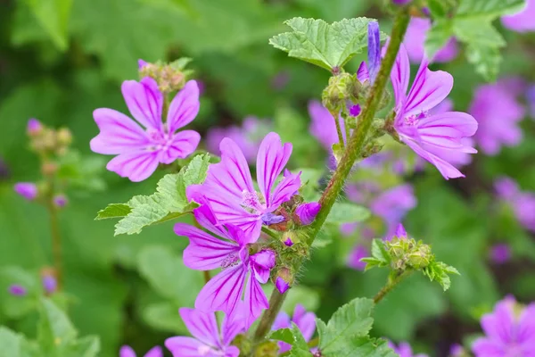 Malva sylvestris, een medicinale plant — Stockfoto