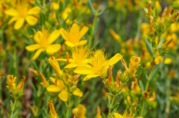 Hypericum olympicum, una hierba amarilla de San Juan — Foto de Stock