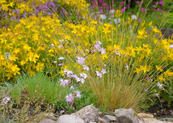 Hypericum olympicum e Dianthus plumarius — Fotografia de Stock