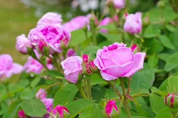 La rosa Rose Madame Boll en verano — Foto de Stock