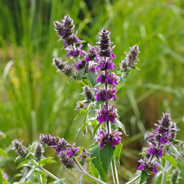 Stachys persica, aa ornamental plant lambs ears — Stock Photo, Image