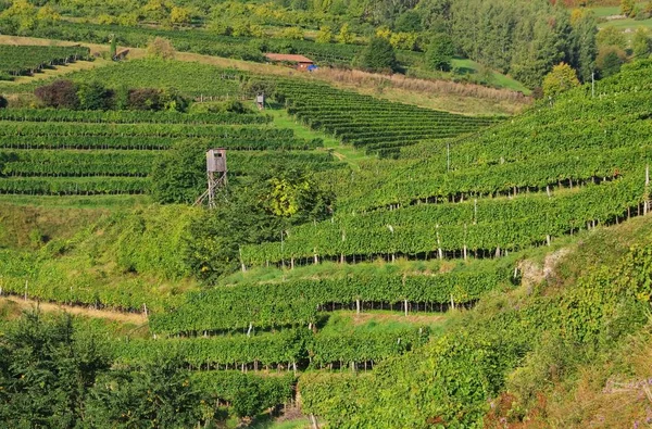 Wachau vineyard in fall — Stock Photo, Image