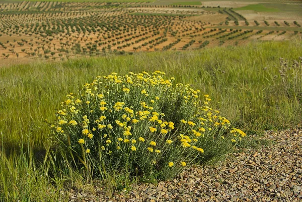 Sage and olive grove — Stock Photo, Image