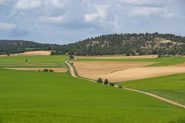 Gormaz field in Spain — Stock Photo, Image