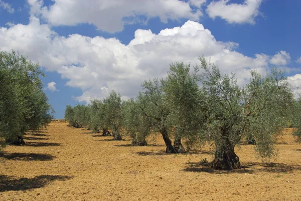 Gaj oliwny pola — Zdjęcie stockowe