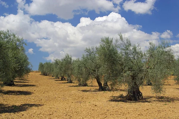 Oliveto campo — Foto Stock