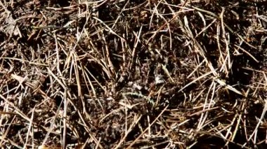 Orman karınca kolonisi