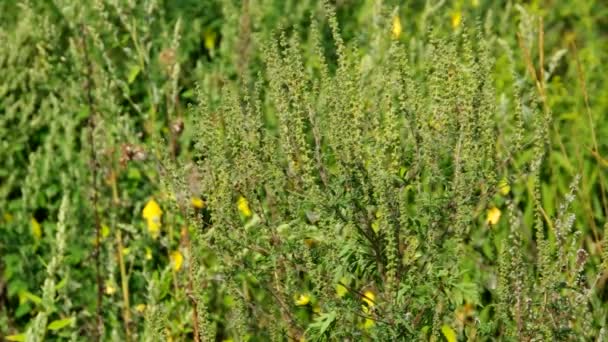 Planta Ragweed comum na natureza — Vídeo de Stock
