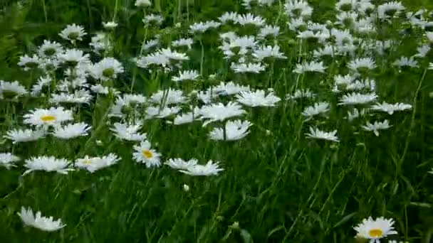 Shasta daisy blommor i sommarträdgård — Stockvideo