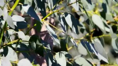 Okaliptüs ağacı, yaprakları Rüzgar