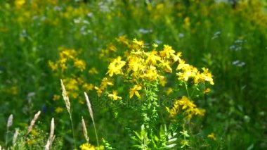 St Johns wort