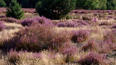 Çiçekli Heather ve Calluna vulgaris ile fundalıklar