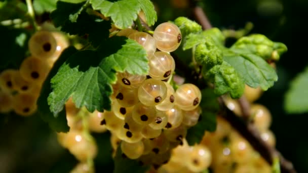 Witte bessen op plant in de tuin — Stockvideo