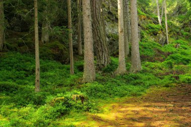 Piller bataklık orman