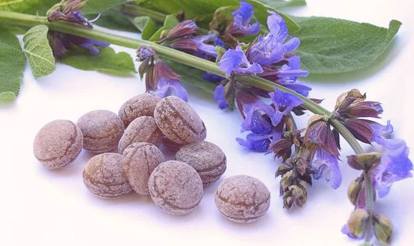 Caramelo de salvia en blanco — Foto de Stock