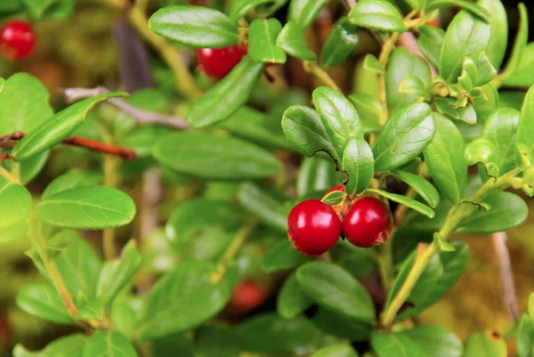 Red cowberry plant — Stock Photo, Image