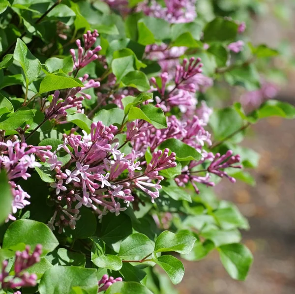 Kleine lila Fliederblume — Stockfoto