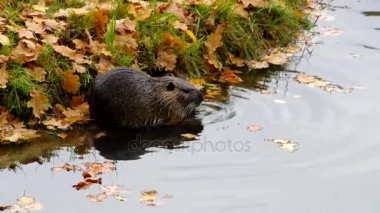 vahşi eğitimin, Coypu (Mycastor adatavşanları) Nehri üzerinde