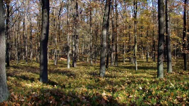 Oak Forest in het najaar met wilde zwijnen — Stockvideo