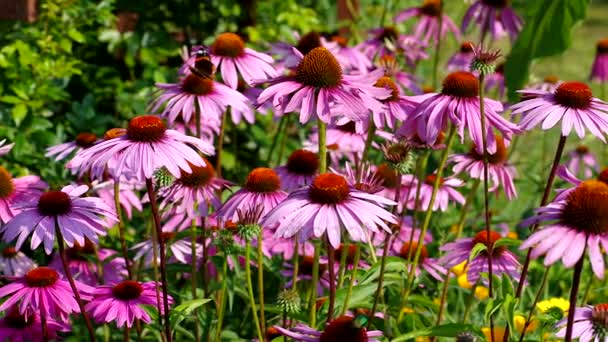 Ехінацея пурпурна, фіолетова конфефлора, гарна рожева літня квітка — стокове відео