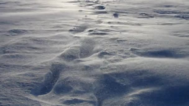 Snö blåser på vintern — Stockvideo