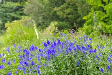 Gypsyweed, Veronica crinita, mavi yaz çiçek