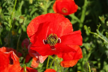 Baharda mısır Poppy