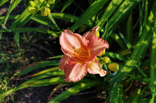 Daylily de la especie Adancing Chiva — Foto de Stock