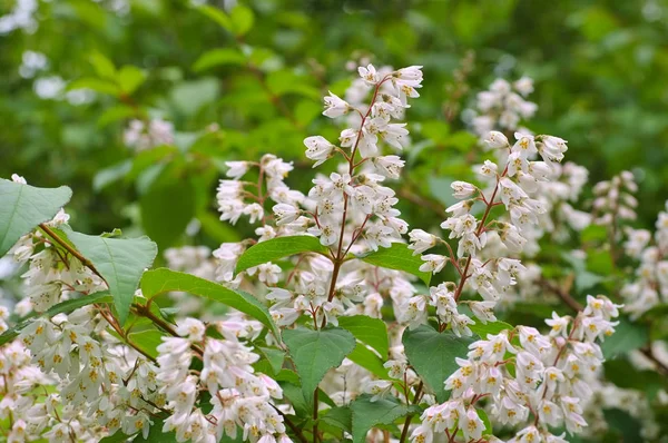 Deutzia crenata, white shrub — Stock Photo, Image