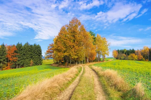 Sentier de randonnée dans les montagnes de grès Elbe — Photo