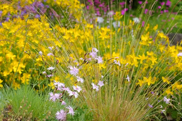 Hypericum olympicum und Dianthus plumarius — Stockfoto