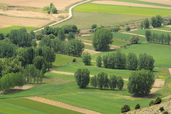 Gormaz fält i Spanien — Stockfoto