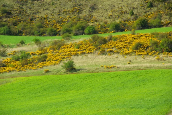 Field and broom — Stock Photo, Image