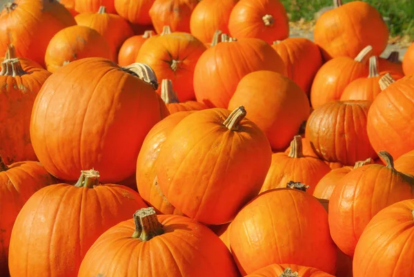 Orange pumkins in autumn — Stock Photo, Image