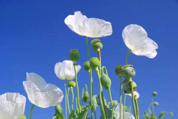 White poppy in spring — Stock Photo, Image