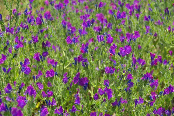 Violette Vipern glänzen im Sommer — Stockfoto