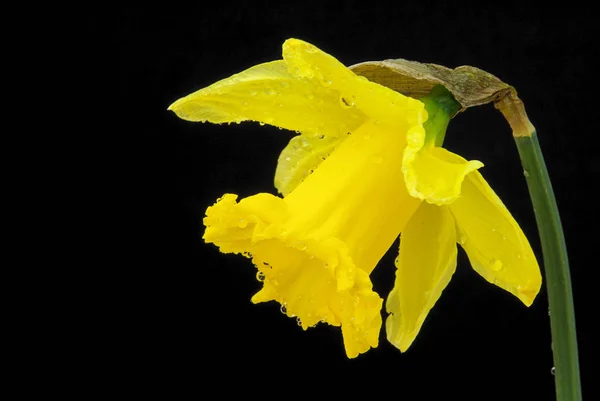 Daffodil flower on black — Stock Photo, Image