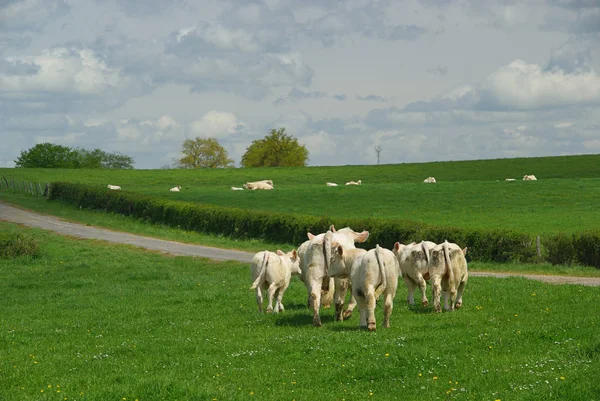 Οι αγελάδες το πράσινο λιβάδι — Φωτογραφία Αρχείου