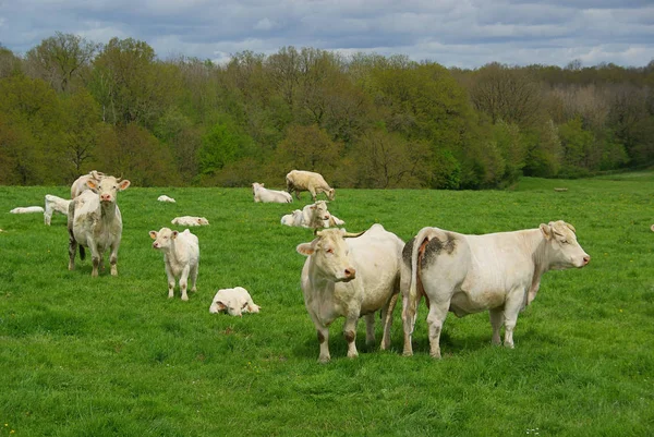 Cows on the green pasture — Stock Photo, Image