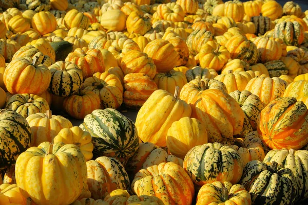 Ornamental pumkins in autumn — Stock Photo, Image