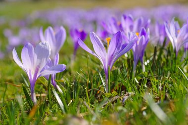 Crocus flowers in Drebach