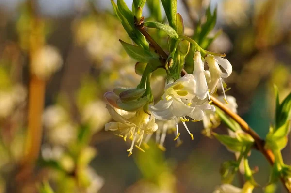 Zimní zimolez Lonicera fragrantissima — Stock fotografie